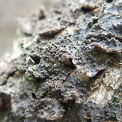 Local corticolous lichen on Kunzea amathicola, Poutu Northland.<br>Photographer: Marley Ford, Date taken: 17/12/2021, Licence: <a target='_blank' href='https://creativecommons.org/licenses/by-nc/4.0'>CC BY-NC</a>. <a class='member-message' href='/nzpcn/why-join-nzpcn/' target='_blank'>Members can view a larger version of this image.</a>