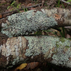 Heterodermia appendiculata