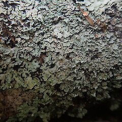 Low corticolous lichen on exposed tree roots in forest remanant, Puhoi Auckland.<br>Photographer: Marley Ford, Date taken: 17/02/2022, Licence: <a target='_blank' href='https://creativecommons.org/licenses/by-nc/4.0'>CC BY-NC</a>. <a class='member-message' href='/nzpcn/why-join-nzpcn/' target='_blank'>Members can view a larger version of this image.</a>