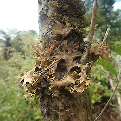 Path side corticolous macrolichen, Waimanga Rotorua.<br>Photographer: Marley Ford, Date taken: 22/01/2022, Licence: <a target='_blank' href='https://creativecommons.org/licenses/by-nc/4.0'>CC BY-NC</a>. <a class='member-message' href='/nzpcn/why-join-nzpcn/' target='_blank'>Members can view a larger version of this image.</a>