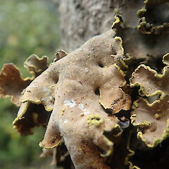Thallus underside, Waimanga Rotorua.<br>Photographer: Marley Ford, Date taken: 22/01/2022, Licence: <a target='_blank' href='https://creativecommons.org/licenses/by-nc/4.0'>CC BY-NC</a>. <a class='member-message' href='/nzpcn/why-join-nzpcn/' target='_blank'>Members can view a larger version of this image.</a>