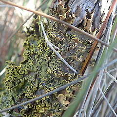 Corticolous on manuka in wetland island, Mahurangi Auckland.<br>Photographer: Marley Ford, Date taken: 20/03/2021, Licence: <a target='_blank' href='https://creativecommons.org/licenses/by-nc/4.0'>CC BY-NC</a>. <a class='member-message' href='/nzpcn/why-join-nzpcn/' target='_blank'>Members can view a larger version of this image.</a>