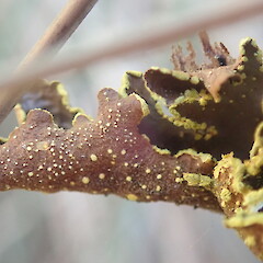 Thallus underside, Mahurangi Auckland.<br>Photographer: Marley Ford, Date taken: 20/03/2020, Licence: <a target='_blank' href='https://creativecommons.org/licenses/by-nc/4.0'>CC BY-NC</a>. <a class='member-message' href='/nzpcn/why-join-nzpcn/' target='_blank'>Members can view a larger version of this image.</a>