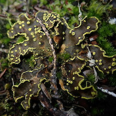 On ground in peat bog, Chatham Islands.<br>Photographer: Marley Ford, Date taken: 17/08/2019, Licence: <a target='_blank' href='https://creativecommons.org/licenses/by-nc/4.0'>CC BY-NC</a>. <a class='member-message' href='/nzpcn/why-join-nzpcn/' target='_blank'>Members can view a larger version of this image.</a>