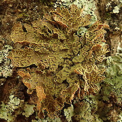 Pseudocyphellaria crocata