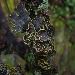 Local on shrubs in swales, Stewart Island.<br>Photographer: Marley Ford, Date taken: 25/01/2021, Licence: <a target='_blank' href='https://creativecommons.org/licenses/by-nc/4.0'>CC BY-NC</a>. <a class='member-message' href='/nzpcn/why-join-nzpcn/' target='_blank'>Members can view a larger version of this image.</a>