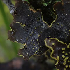 Local on shrubs in swales, Stewart Island.<br>Photographer: Marley Ford, Date taken: 25/01/2021, Licence: <a target='_blank' href='https://creativecommons.org/licenses/by-nc/4.0'>CC BY-NC</a>. <a class='member-message' href='/nzpcn/why-join-nzpcn/' target='_blank'>Members can view a larger version of this image.</a>