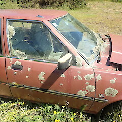 Growing on car, Pureora Taupo.<br>Photographer: Marley Ford, Date taken: 08/01/2022, Licence: <a target='_blank' href='https://creativecommons.org/licenses/by-nc/4.0'>CC BY-NC</a>. <a class='member-message' href='/nzpcn/why-join-nzpcn/' target='_blank'>Members can view a larger version of this image.</a>