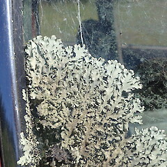 Growing on car window, Pureora Taupo.<br>Photographer: Marley Ford, Date taken: 08/01/2022, Licence: <a target='_blank' href='https://creativecommons.org/licenses/by-nc/4.0'>CC BY-NC</a>. <a class='member-message' href='/nzpcn/why-join-nzpcn/' target='_blank'>Members can view a larger version of this image.</a>