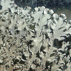 Growing on car, Pureora Taupo.<br>Photographer: Marley Ford, Date taken: 08/01/2022, Licence: <a target='_blank' href='https://creativecommons.org/licenses/by-nc/4.0'>CC BY-NC</a>. <a class='member-message' href='/nzpcn/why-join-nzpcn/' target='_blank'>Members can view a larger version of this image.</a>