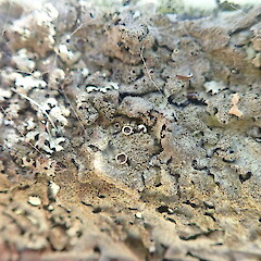Apothecia, Pureora Taupo.<br>Photographer: Marley Ford, Date taken: 08/01/2022, Licence: <a target='_blank' href='https://creativecommons.org/licenses/by-nc/4.0'>CC BY-NC</a>. <a class='member-message' href='/nzpcn/why-join-nzpcn/' target='_blank'>Members can view a larger version of this image.</a>