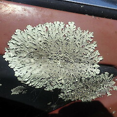 Growing on car, Pureora Taupo.<br>Photographer: Marley Ford, Date taken: 08/01/2022, Licence: <a target='_blank' href='https://creativecommons.org/licenses/by-nc/4.0'>CC BY-NC</a>. <a class='member-message' href='/nzpcn/why-join-nzpcn/' target='_blank'>Members can view a larger version of this image.</a>