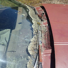 Growing on car, Pureora Taupo.<br>Photographer: Marley Ford, Date taken: 08/01/2022, Licence: <a target='_blank' href='https://creativecommons.org/licenses/by-nc/4.0'>CC BY-NC</a>. <a class='member-message' href='/nzpcn/why-join-nzpcn/' target='_blank'>Members can view a larger version of this image.</a>