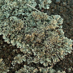 Growing on path, Mt Eden Auckland.<br>Photographer: Marley Ford, Date taken: 10/04/2020, Licence: <a target='_blank' href='https://creativecommons.org/licenses/by-nc/4.0'>CC BY-NC</a>. <a class='member-message' href='/nzpcn/why-join-nzpcn/' target='_blank'>Members can view a larger version of this image.</a>