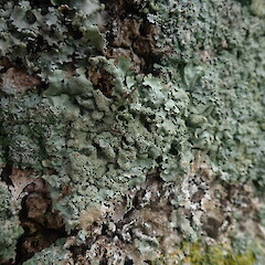Corticolous on cabbage tree, Westmere Auckland.<br>Photographer: Marley Ford, Date taken: 15/09/2021, Licence: <a target='_blank' href='https://creativecommons.org/licenses/by-nc/4.0'>CC BY-NC</a>. <a class='member-message' href='/nzpcn/why-join-nzpcn/' target='_blank'>Members can view a larger version of this image.</a>
