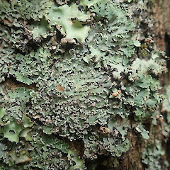 Corticolous lichen on margins of alluvial forest remanant, Long Bush Gisborne.<br>Photographer: Marley Ford, Date taken: 24/01/2022, Licence: <a target='_blank' href='https://creativecommons.org/licenses/by-nc/4.0'>CC BY-NC</a>. <a class='member-message' href='/nzpcn/why-join-nzpcn/' target='_blank'>Members can view a larger version of this image.</a>