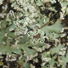 Corticolous lichen on margins of alluvial forest remanant, Long Bush Gisborne.<br>Photographer: Marley Ford, Date taken: 24/01/2022, Licence: <a target='_blank' href='https://creativecommons.org/licenses/by-nc/4.0'>CC BY-NC</a>. <a class='member-message' href='/nzpcn/why-join-nzpcn/' target='_blank'>Members can view a larger version of this image.</a>