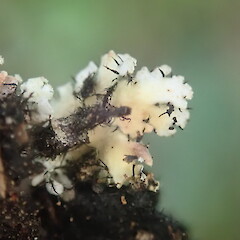 Thallus underside, Long Bush Gisborne.<br>Photographer: Marley Ford, Date taken: 24/01/2022, Licence: <a target='_blank' href='https://creativecommons.org/licenses/by-nc/4.0'>CC BY-NC</a>. <a class='member-message' href='/nzpcn/why-join-nzpcn/' target='_blank'>Members can view a larger version of this image.</a>
