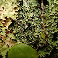 Common in coastal forest, Hokianga Far North.<br>Photographer: Marley Ford, Date taken: 02/05/2020, Licence: <a target='_blank' href='https://creativecommons.org/licenses/by-nc/4.0'>CC BY-NC</a>. <a class='member-message' href='/nzpcn/why-join-nzpcn/' target='_blank'>Members can view a larger version of this image.</a>