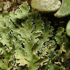Common in coastal forest, Hokianga Far North.<br>Photographer: Marley Ford, Date taken: 02/05/2020, Licence: <a target='_blank' href='https://creativecommons.org/licenses/by-nc/4.0'>CC BY-NC</a>. <a class='member-message' href='/nzpcn/why-join-nzpcn/' target='_blank'>Members can view a larger version of this image.</a>