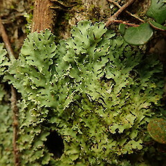 Common in coastal forest, Hokianga Far North.<br>Photographer: Marley Ford, Date taken: 02/05/2020, Licence: <a target='_blank' href='https://creativecommons.org/licenses/by-nc/4.0'>CC BY-NC</a>. <a class='member-message' href='/nzpcn/why-join-nzpcn/' target='_blank'>Members can view a larger version of this image.</a>