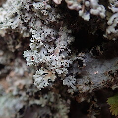 Common in coastal forest, Hokianga Far North.<br>Photographer: Marley Ford, Date taken: 09/06/2019, Licence: <a target='_blank' href='https://creativecommons.org/licenses/by-nc/4.0'>CC BY-NC</a>. <a class='member-message' href='/nzpcn/why-join-nzpcn/' target='_blank'>Members can view a larger version of this image.</a>