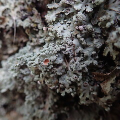 Common in coastal forest, Hokianga Far North.<br>Photographer: Marley Ford, Date taken: 09/06/2019, Licence: <a target='_blank' href='https://creativecommons.org/licenses/by-nc/4.0'>CC BY-NC</a>. <a class='member-message' href='/nzpcn/why-join-nzpcn/' target='_blank'>Members can view a larger version of this image.</a>