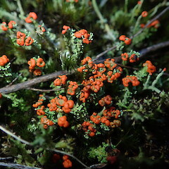 Cladonia murrayi