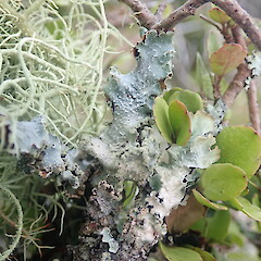 Corticolous on raukawa in scrubby clearing, Tutamoe Far North.<br>Photographer: Marley Ford, Date taken: 22/12/2021, Licence: <a target='_blank' href='https://creativecommons.org/licenses/by-nc/4.0'>CC BY-NC</a>. <a class='member-message' href='/nzpcn/why-join-nzpcn/' target='_blank'>Members can view a larger version of this image.</a>