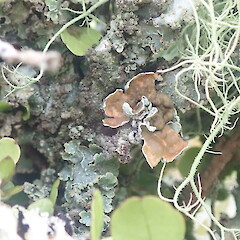 Apothecia of specimen corticolous on raukawa in scrubby clearing, Tutamoe Far North.<br>Photographer: Marley Ford, Date taken: 22/12/2021, Licence: <a target='_blank' href='https://creativecommons.org/licenses/by-nc/4.0'>CC BY-NC</a>. <a class='member-message' href='/nzpcn/why-join-nzpcn/' target='_blank'>Members can view a larger version of this image.</a>