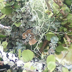 Corticolous on raukawa in scrubby clearing, Tutamoe Far North.<br>Photographer: Marley Ford, Licence: <a target='_blank' href='https://creativecommons.org/licenses/by-nc/4.0'>CC BY-NC</a>. <a class='member-message' href='/nzpcn/why-join-nzpcn/' target='_blank'>Members can view a larger version of this image.</a>