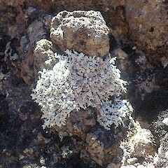 Saxicolous on basalt, Tongariro Taupo.<br>Photographer: Marley Ford, Date taken: 29/01/2022, Licence: <a target='_blank' href='https://creativecommons.org/licenses/by-nc/4.0'>CC BY-NC</a>. <a class='member-message' href='/nzpcn/why-join-nzpcn/' target='_blank'>Members can view a larger version of this image.</a>