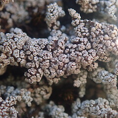 Saxicolous on basalt, Tongariro Taupo.<br>Photographer: Marley Ford, Date taken: 29/01/2022, Licence: <a target='_blank' href='https://creativecommons.org/licenses/by-nc/4.0'>CC BY-NC</a>. <a class='member-message' href='/nzpcn/why-join-nzpcn/' target='_blank'>Members can view a larger version of this image.</a>