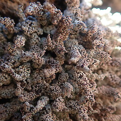 Saxicolous on basalt, Tongariro Taupo.<br>Photographer: Marley Ford, Date taken: 29/01/2022, Licence: <a target='_blank' href='https://creativecommons.org/licenses/by-nc/4.0'>CC BY-NC</a>. <a class='member-message' href='/nzpcn/why-join-nzpcn/' target='_blank'>Members can view a larger version of this image.</a>