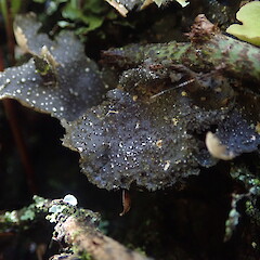 Pseudocyphellaria argyracea