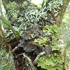 Corticolous, Peel Forest Canterbury.<br>Photographer: Marley Ford, Date taken: 09/01/2021, Licence: <a target='_blank' href='https://creativecommons.org/licenses/by-nc/4.0'>CC BY-NC</a>. <a class='member-message' href='/nzpcn/why-join-nzpcn/' target='_blank'>Members can view a larger version of this image.</a>