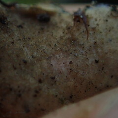 Under surface, Peel Forest Canterbury.<br>Photographer: Marley Ford, Date taken: 09/01/2021, Licence: <a target='_blank' href='https://creativecommons.org/licenses/by-nc/4.0'>CC BY-NC</a>. <a class='member-message' href='/nzpcn/why-join-nzpcn/' target='_blank'>Members can view a larger version of this image.</a>