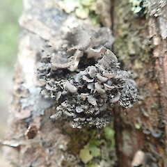 Corticolous on sand kanuka, Poutu Kaipara.<br>Photographer: Marley Ford, Date taken: 17/12/2019, Licence: <a target='_blank' href='https://creativecommons.org/licenses/by-nc/4.0'>CC BY-NC</a>. <a class='member-message' href='/nzpcn/why-join-nzpcn/' target='_blank'>Members can view a larger version of this image.</a>