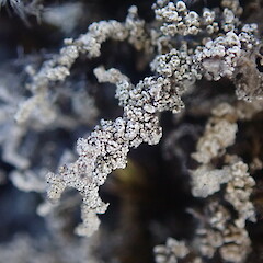 Stereocaulon vesuvianum