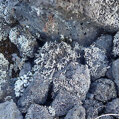 Saxicolous on lava fields, Rangitoto Auckland.<br>Photographer: Marley Ford, Date taken: 26/02/2022, Licence: <a target='_blank' href='https://creativecommons.org/licenses/by-nc/4.0'>CC BY-NC</a>. <a class='member-message' href='/nzpcn/why-join-nzpcn/' target='_blank'>Members can view a larger version of this image.</a>