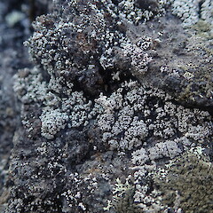 Saxicolous on lava fields, Rangitoto Auckland.<br>Photographer: Marley Ford, Date taken: 26/02/2022, Licence: <a target='_blank' href='https://creativecommons.org/licenses/by-nc/4.0'>CC BY-NC</a>. <a class='member-message' href='/nzpcn/why-join-nzpcn/' target='_blank'>Members can view a larger version of this image.</a>