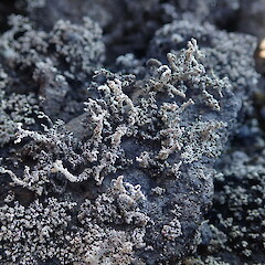 Saxicolous on lava fields, Rangitoto Auckland.<br>Photographer: Marley Ford, Date taken: 26/02/2022, Licence: <a target='_blank' href='https://creativecommons.org/licenses/by-nc/4.0'>CC BY-NC</a>. <a class='member-message' href='/nzpcn/why-join-nzpcn/' target='_blank'>Members can view a larger version of this image.</a>