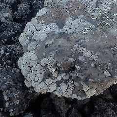 Saxicolous on lava fields, Rangitoto Auckland.<br>Photographer: Marley Ford, Date taken: 26/02/2022, Licence: <a target='_blank' href='https://creativecommons.org/licenses/by-nc/4.0'>CC BY-NC</a>. <a class='member-message' href='/nzpcn/why-join-nzpcn/' target='_blank'>Members can view a larger version of this image.</a>