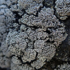 Saxicolous on lava fields, Rangitoto Auckland.<br>Photographer: Marley Ford, Date taken: 26/02/2022, Licence: <a target='_blank' href='https://creativecommons.org/licenses/by-nc/4.0'>CC BY-NC</a>. <a class='member-message' href='/nzpcn/why-join-nzpcn/' target='_blank'>Members can view a larger version of this image.</a>