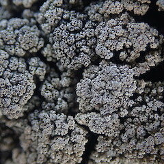 Saxicolous on lava fields, Rangitoto Auckland.<br>Photographer: Marley Ford, Date taken: 26/02/2022, Licence: <a target='_blank' href='https://creativecommons.org/licenses/by-nc/4.0'>CC BY-NC</a>. <a class='member-message' href='/nzpcn/why-join-nzpcn/' target='_blank'>Members can view a larger version of this image.</a>