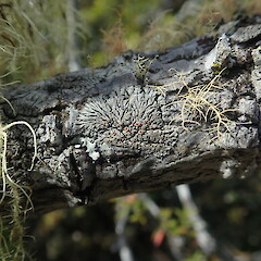 Corticolous lichen on pohutukawa, Rangitoto Auckland.<br>Photographer: Marley Ford, Date taken: 26/02/2022, Licence: <a target='_blank' href='https://creativecommons.org/licenses/by-nc/4.0'>CC BY-NC</a>. <a class='member-message' href='/nzpcn/why-join-nzpcn/' target='_blank'>Members can view a larger version of this image.</a>