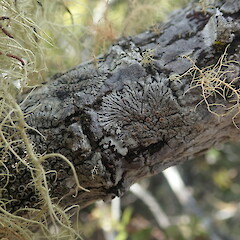 Corticolous lichen on pohutukawa, Rangitoto Auckland.<br>Photographer: Marley Ford, Date taken: 26/02/2022, Licence: <a target='_blank' href='https://creativecommons.org/licenses/by-nc/4.0'>CC BY-NC</a>. <a class='member-message' href='/nzpcn/why-join-nzpcn/' target='_blank'>Members can view a larger version of this image.</a>