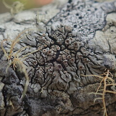 Corticolous lichen on pohutukawa, Rangitoto Auckland.<br>Photographer: Marley Ford, Date taken: 26/02/2022, Licence: <a target='_blank' href='https://creativecommons.org/licenses/by-nc/4.0'>CC BY-NC</a>. <a class='member-message' href='/nzpcn/why-join-nzpcn/' target='_blank'>Members can view a larger version of this image.</a>