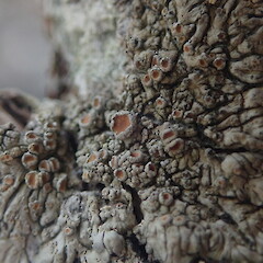 Corticolous lichen on pohutukawa, Rangitoto Auckland.<br>Photographer: Marley Ford, Date taken: 26/02/2022, Licence: <a target='_blank' href='https://creativecommons.org/licenses/by-nc/4.0'>CC BY-NC</a>. <a class='member-message' href='/nzpcn/why-join-nzpcn/' target='_blank'>Members can view a larger version of this image.</a>