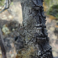 Corticolous lichen on pohutukawa, Rangitoto Auckland.<br>Photographer: Marley Ford, Date taken: 26/02/2022, Licence: <a target='_blank' href='https://creativecommons.org/licenses/by-nc/4.0'>CC BY-NC</a>. <a class='member-message' href='/nzpcn/why-join-nzpcn/' target='_blank'>Members can view a larger version of this image.</a>